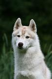 SIBERIAN HUSKY 957